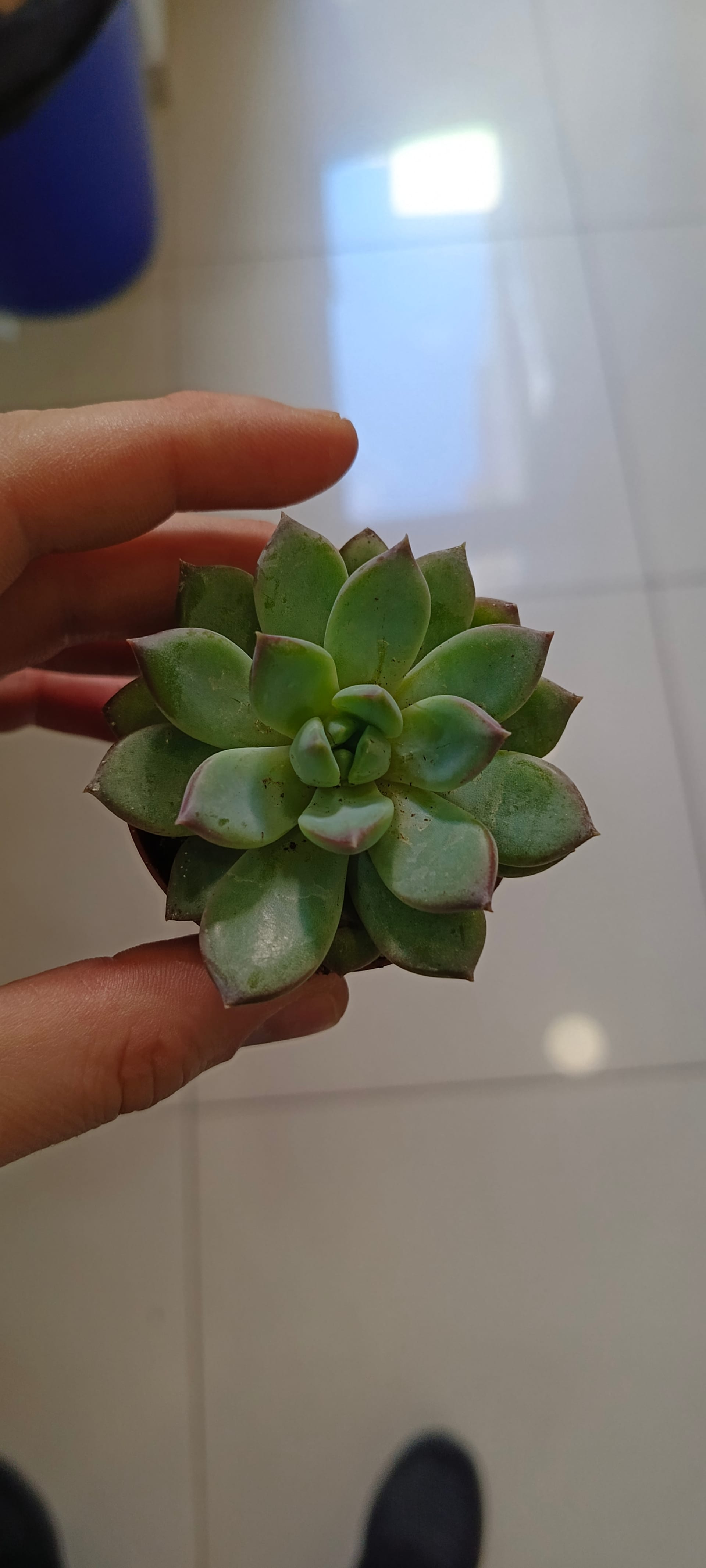 Echeveria colorata