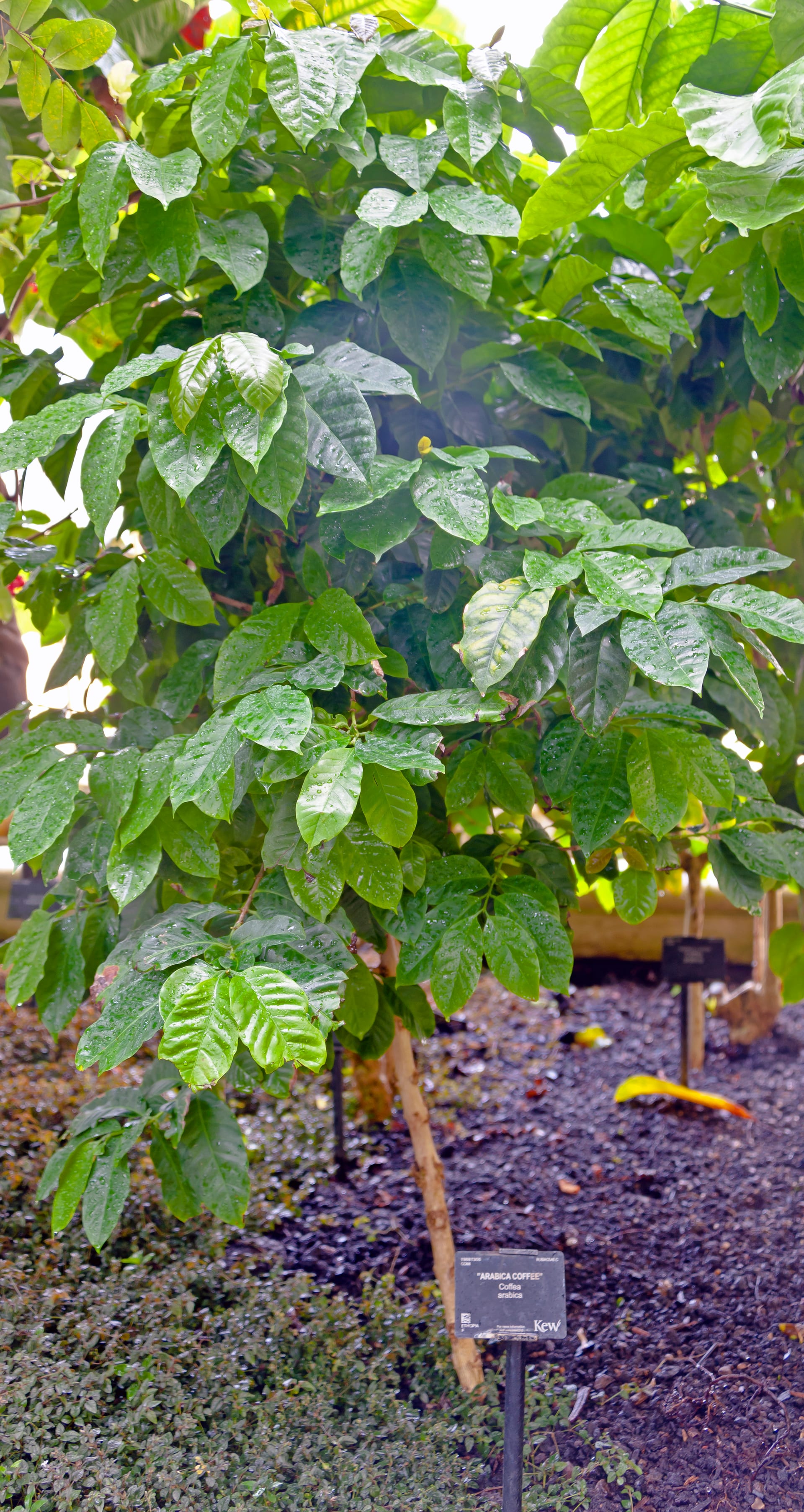 阿拉比卡咖啡树 (Coffea arabica)