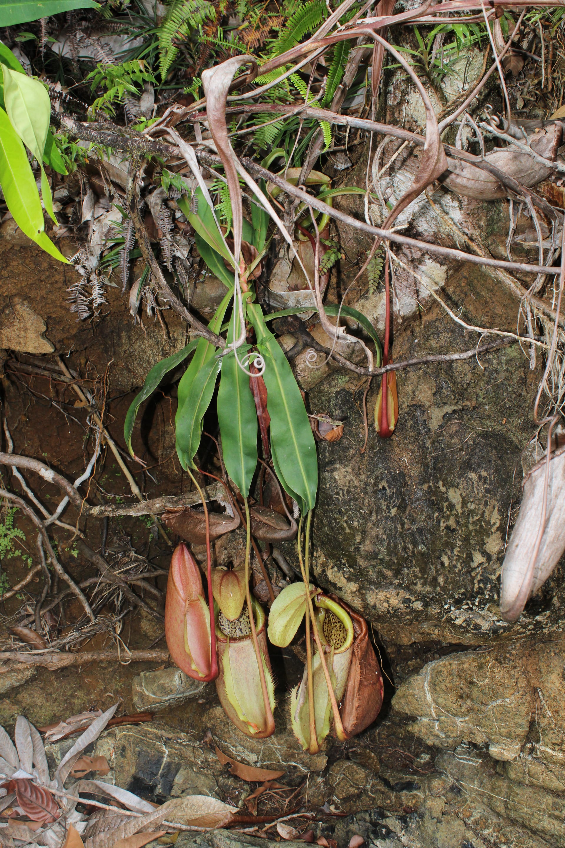 ネペンテス・メリリアナ (Nepenthes merrilliana)