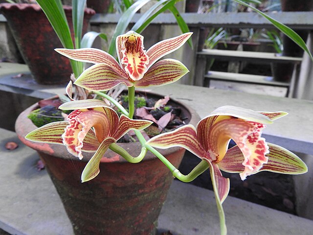 Cymbidium