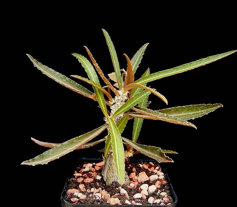 瓦林蒼角殿 (Euphorbia waringiae)