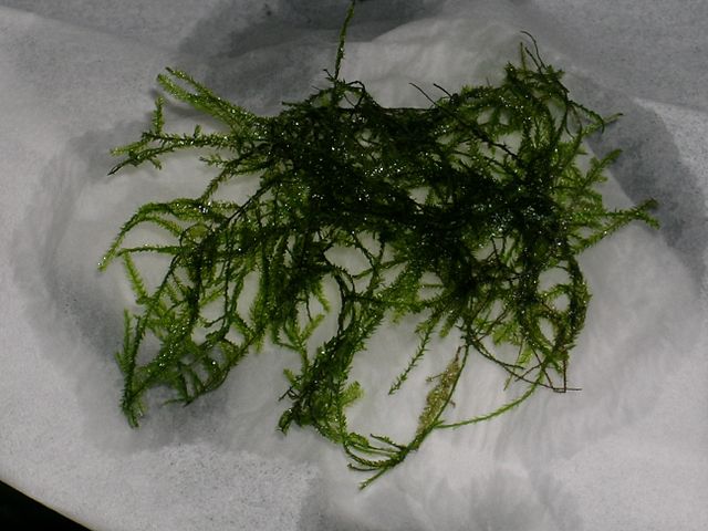 柳苔