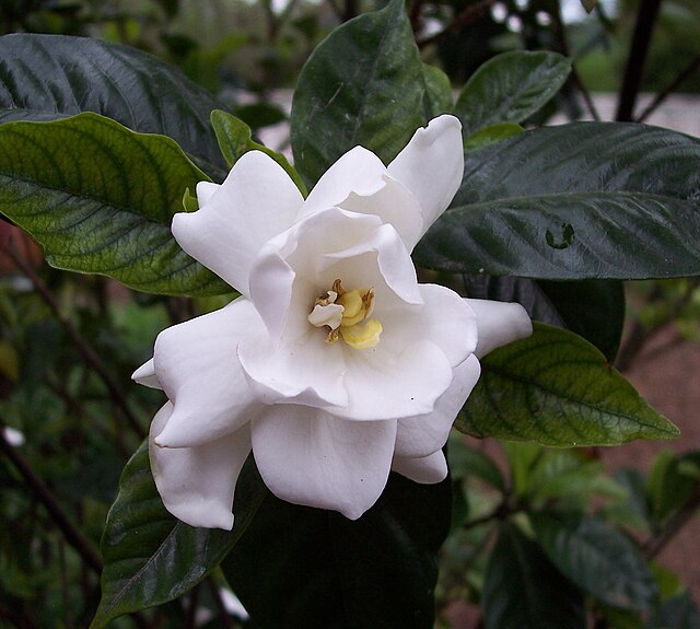 梔子(クチナシ) (Gardenia jasminoides)